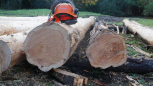 Lusitanica HarvestThe Sapwood and Heartwood are easily distinguishable during the milling process.