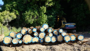 Logs ready for MillingPainting the sapwood zone helps identify any sapwood after milling.